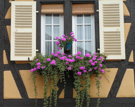 blumenfenster