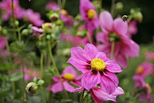 dahliengarten