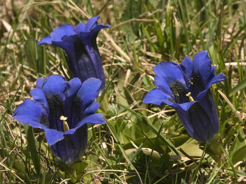 山上的花1
