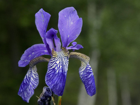 山上的花3