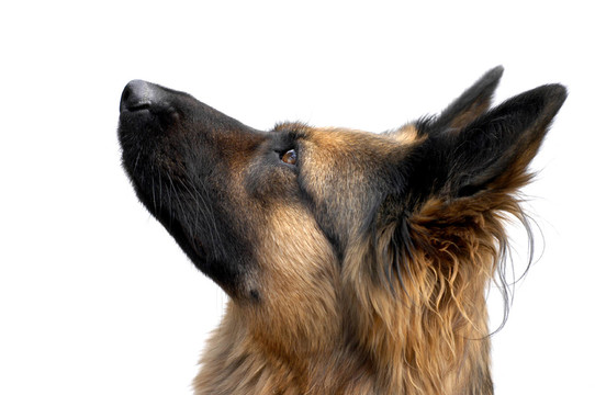 德國牧羊犬