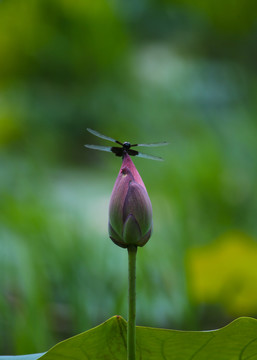 蜻蜓 荷花