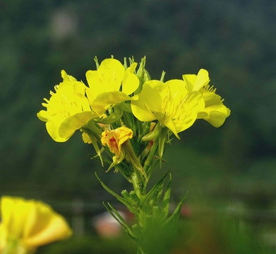 黃花