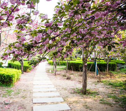 櫻花