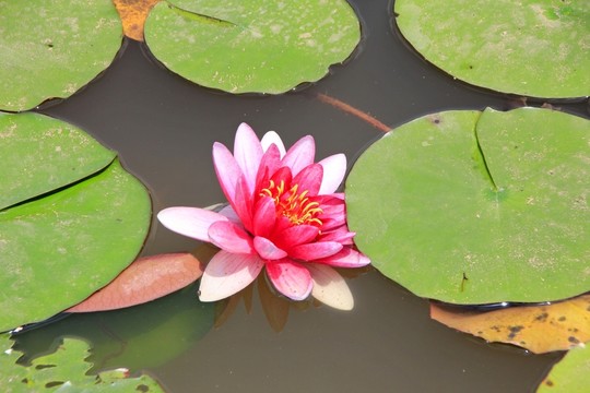 壁山秀湖公園