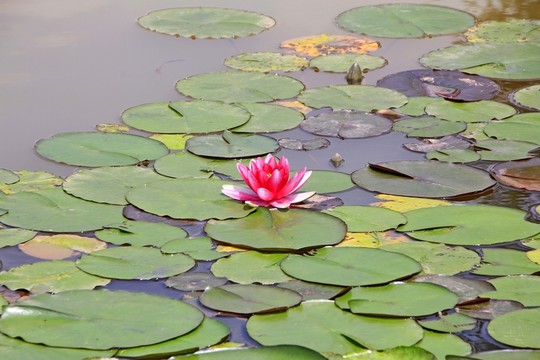 壁山秀湖公園