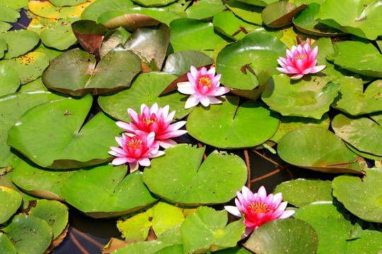 壁山秀湖公園