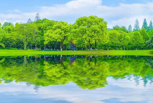 綠樹林高清 全景大畫幅
