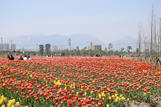 花海