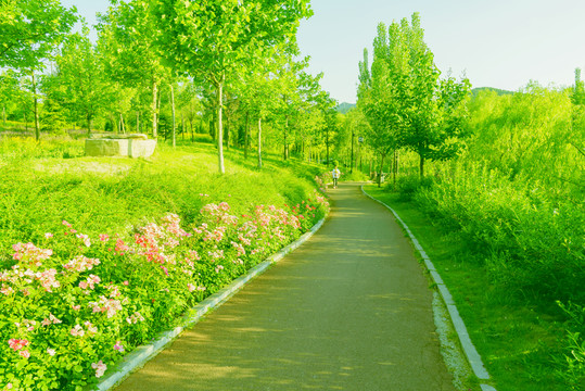 綠樹小路