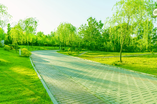 綠樹林道路
