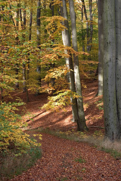 waldweg 03