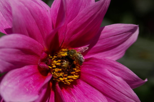 花與蜜蜂