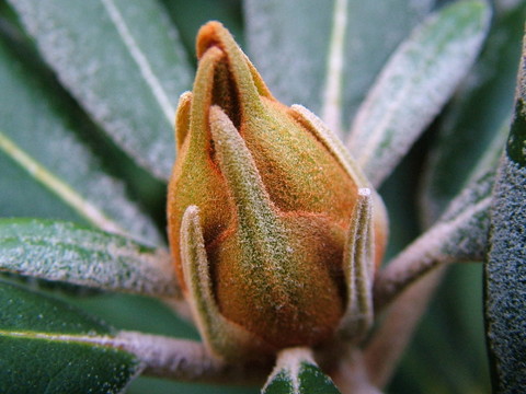紫芽為明年
