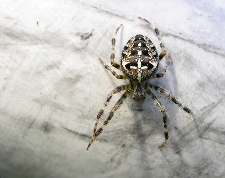 kreuzspinne
