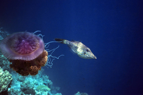 wurzelmundqualle和鲀魚