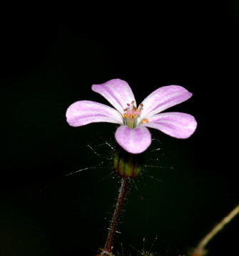 花卉