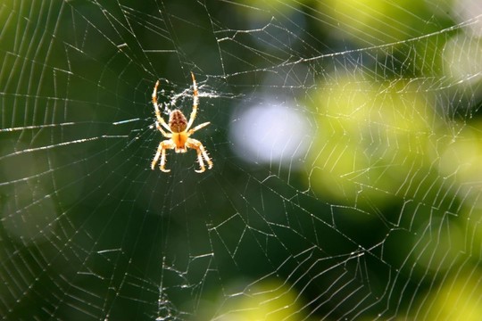 kreuzspinne