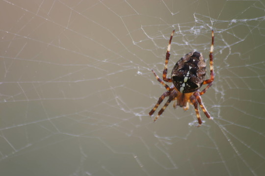 在Web