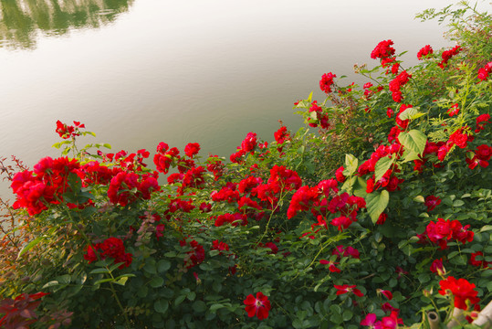 紅薔薇花
