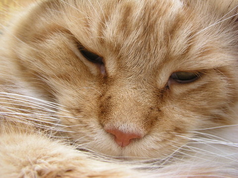 動物