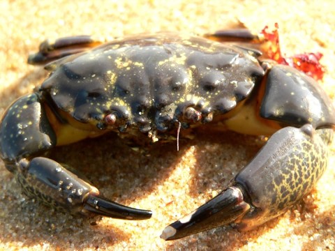 大海u200b \ u200banimal