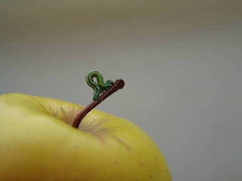 小珠