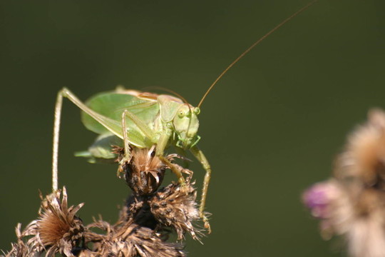 昆蟲
