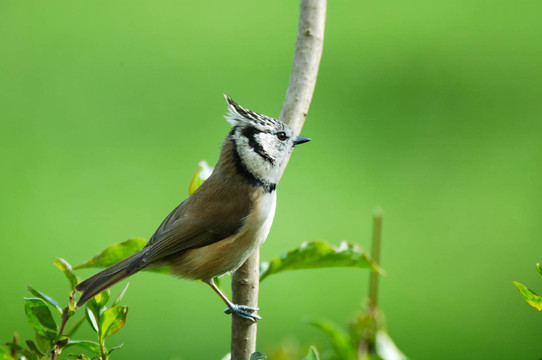 鳳頭山雀Parus cristatus 4