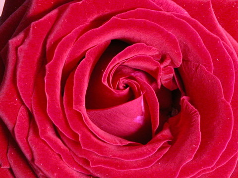 rosenblüTE