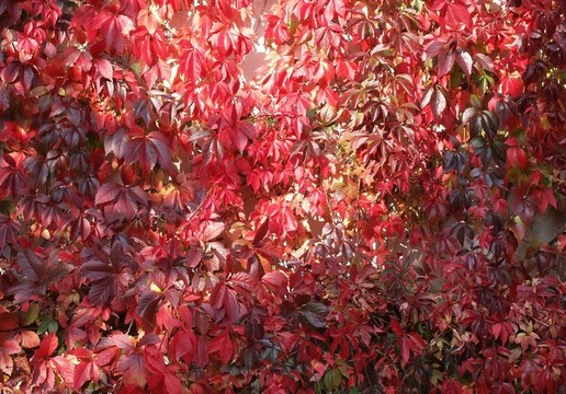 褐紅色的