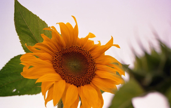 太陽花