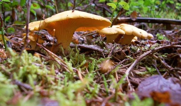 雞油菌