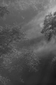 晨霧II