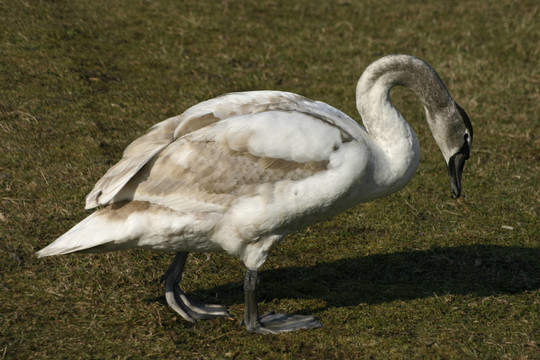 公園