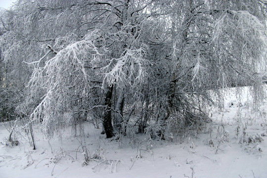 雪樹組