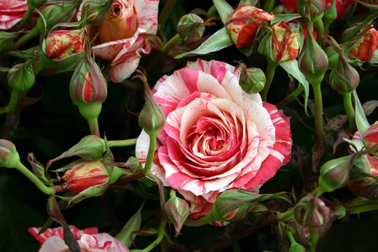 花
