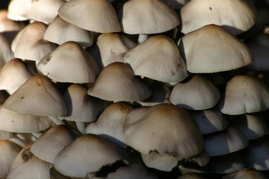 Hypholoma fasciculare