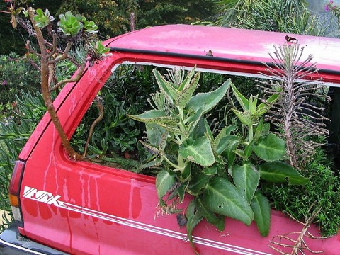 植物