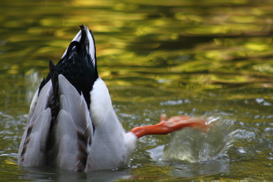 head unters water ...