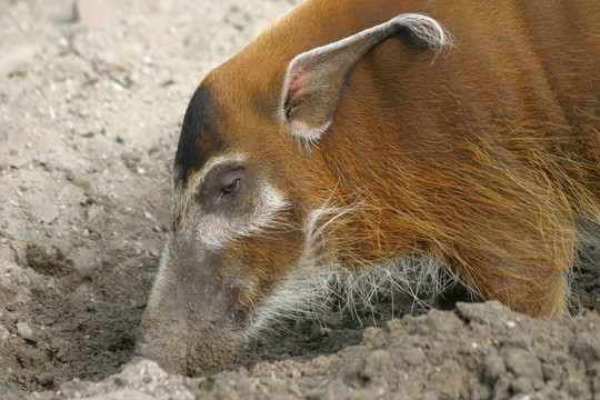 pinselohrschwein