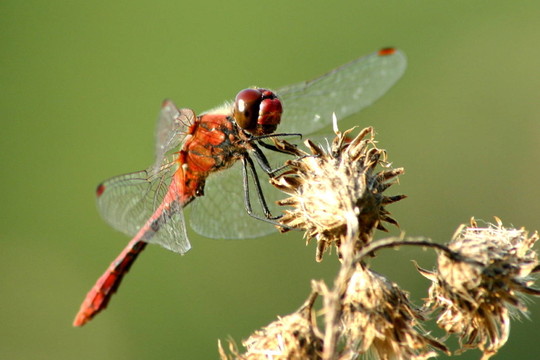 ruddy darter (35) (2)