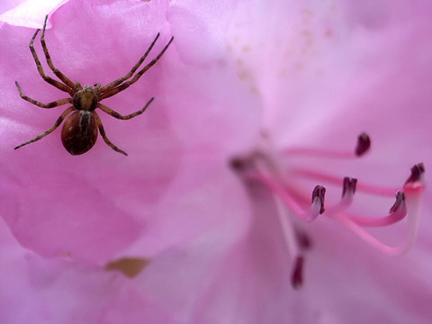 蜘蛛俠1