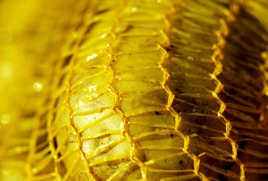 魚網(wǎng)襪