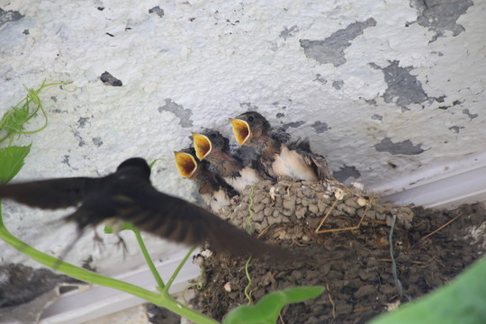 燕子喂食