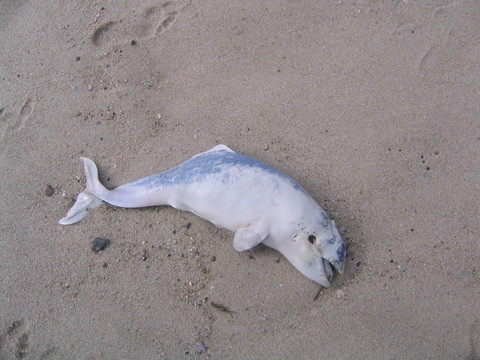 海豚