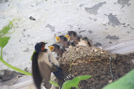 燕子喂食