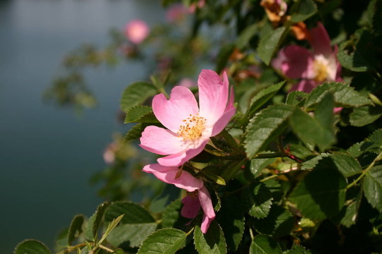 薔薇