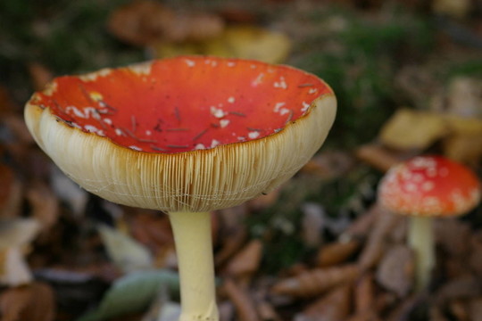 美麗的毒