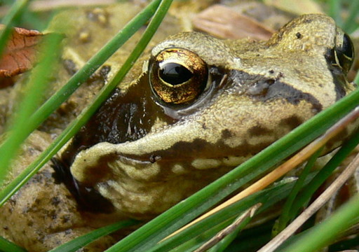 froschauge